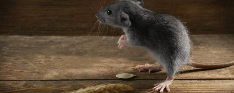 老鼠不吃东西能活多久 一只老鼠不吃东西能活多久