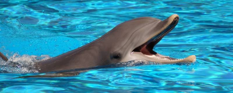 海豚是什么类动物 中华白海豚是什么类动物