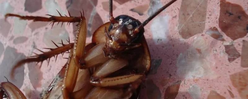 蟑螂的繁殖方式 蟑螂的繁殖方式有哪些