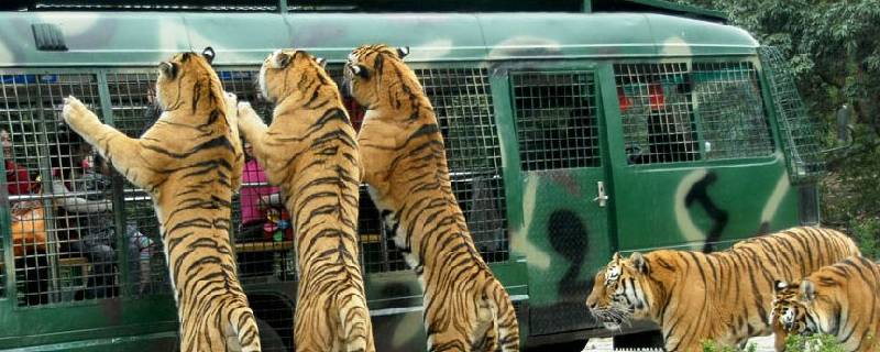 動(dòng)物園里都有什么（動(dòng)物園里都有什么動(dòng)物英語(yǔ)）