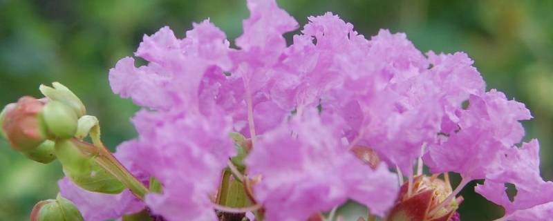 什么是限定花期 限定花期到底是什么意思