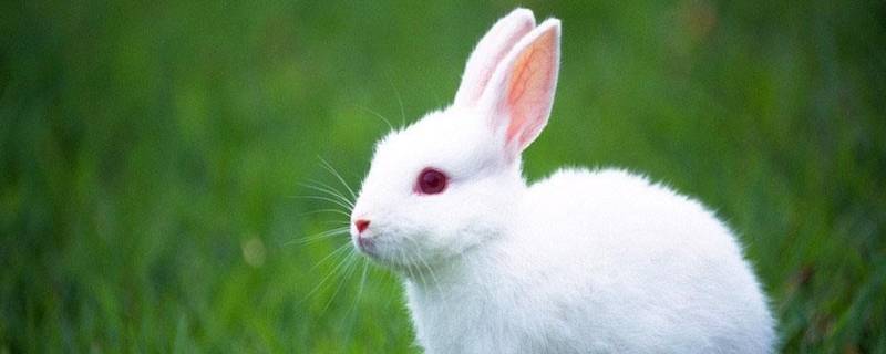 兔子是啮齿动物吗 兔子是啮齿目动物吗?