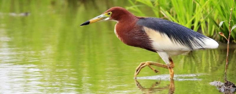 池鷺是保護(hù)動物嗎（池鷺是不是國家級野生保護(hù)動物）