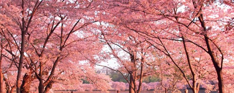 赣县樱花节是几月几日（赣县樱花节是什么时候）