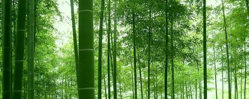 描写竹的诗 描写竹的诗句有哪些