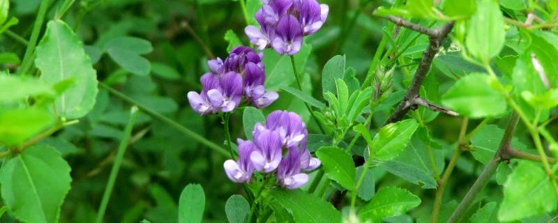 紫花苜蓿与苜蓿草区别 苜蓿和紫花苜蓿是一种草吗