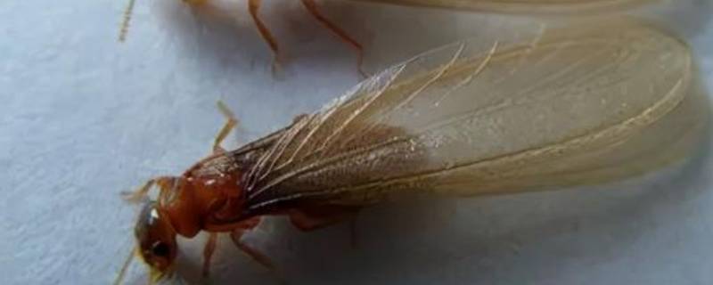 大水蚁寿命为什么只有一天 大水蚁的生命周期