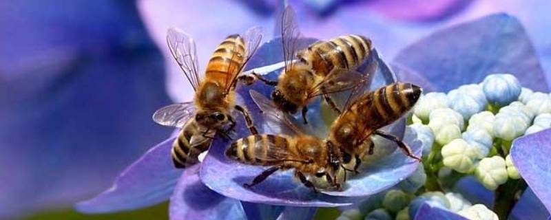 为什么蜜蜂要采蜜 为什么蜜蜂要采蜜作文