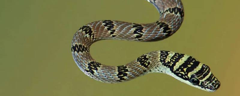 金花蛇的特点 金色花蛇是什么蛇