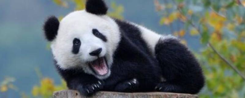 熊猫属于什么类别 熊猫属于什么类别的动物主要吃的食物是什么