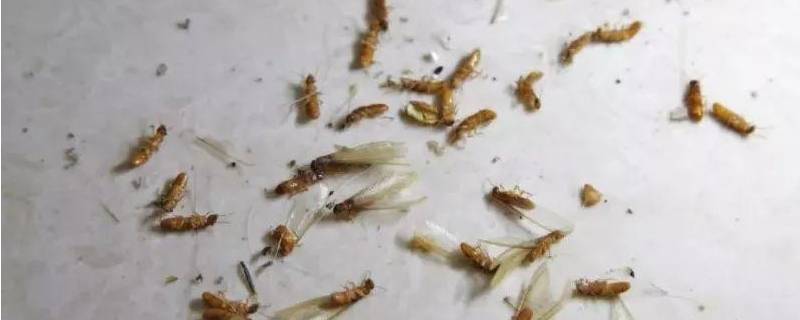 飞蚁出现的原因 很多飞蚁是什么原因
