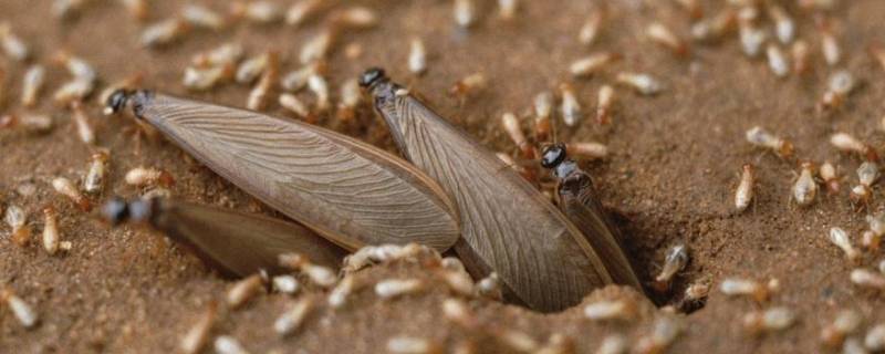 家里有会飞的蚂蚁是怎么回事 家里有很多会飞的蚂蚁是怎么回事