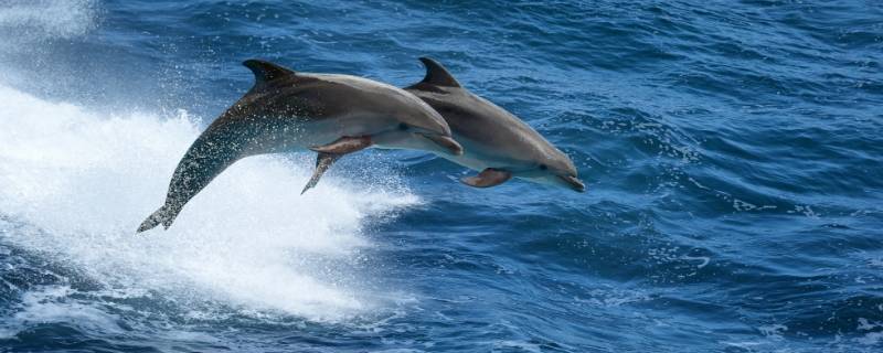 海豚的特点简单介绍 海豚的其他特点