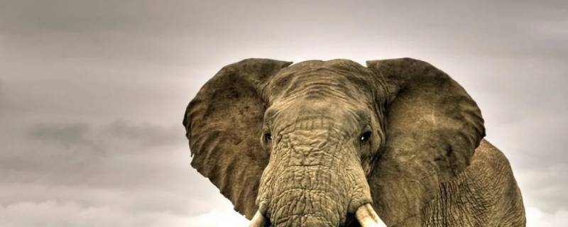 大象能跑多快 大象跑得快吗?