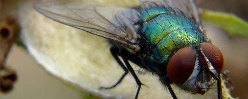 为什么有的苍蝇特别大 为什么苍蝇越来越大