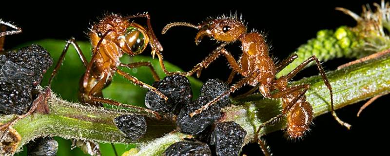 滑翔蚁的特点 飞蚁的特点是什么