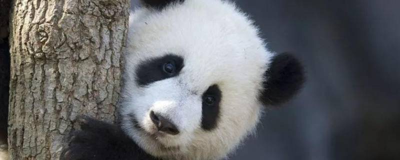 国宝大熊猫有什么特点和本领 国宝大熊猫有什么特点和特征