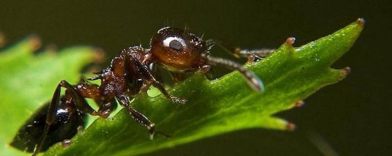 蚂蚁打架的原因是什么 蚂蚁打架的原因是什么情况