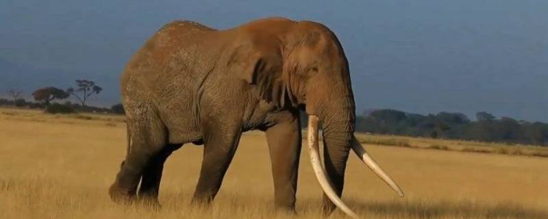 大象对人类有什么帮助 大象对人类的坏处
