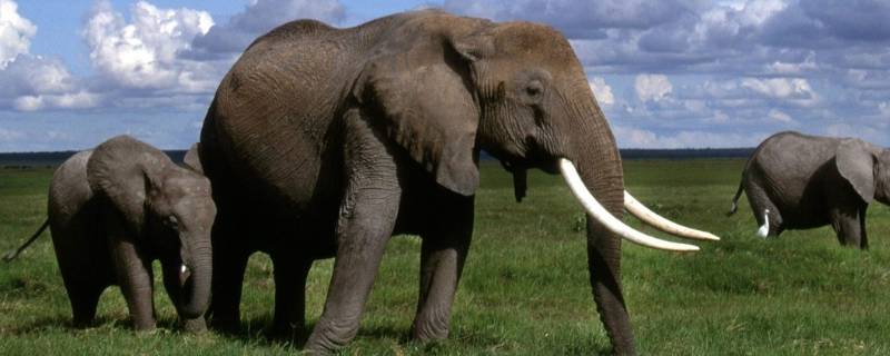 大象公母怎么区别 大象公母怎么区别 脚