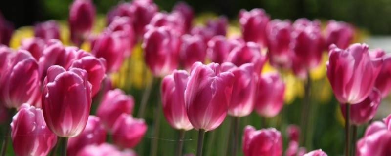 沒(méi)有花瓶怎么保存鮮花（花瓶里的鮮花怎么保鮮）