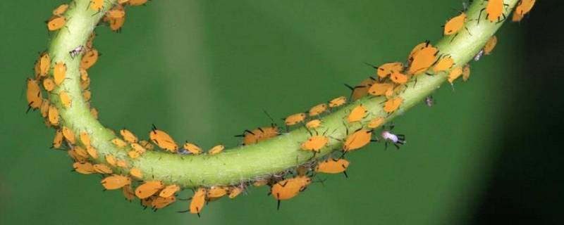 蚜虫的特点（蚜虫的特点是什么）