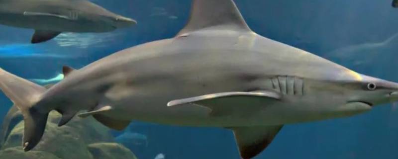 条纹斑竹鲨的特点 条纹斑竹鲨是鲨鱼吗