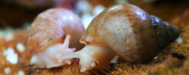 白玉蜗牛和非洲大蜗牛的区别 白玉蜗牛属于非洲大蜗牛吗