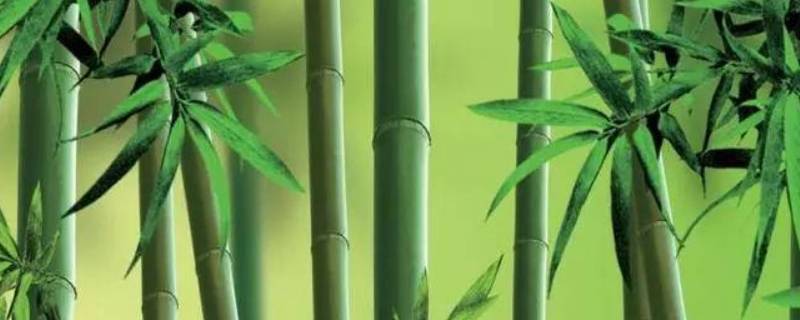 竹子的外形特征 竹子的外形特征和作用