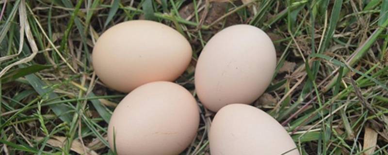 白凤蛋是什么鸡蛋 白凤蛋和普通鸡蛋有什么区别