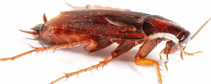 蟑螂卵会寄生在人体吗 蟑螂卵会寄生在人体吗怎么除?