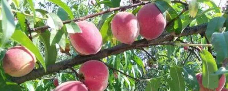 五月份成熟的桃子有哪些品种 五月成熟的桃子有哪个品种
