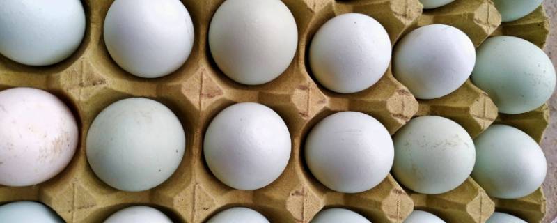 怎么用手电筒挑选种蛋 用手电筒怎样照蛋
