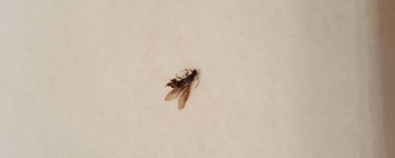 大水蚁怕蚊香吗 水蚁蚊香有用吗