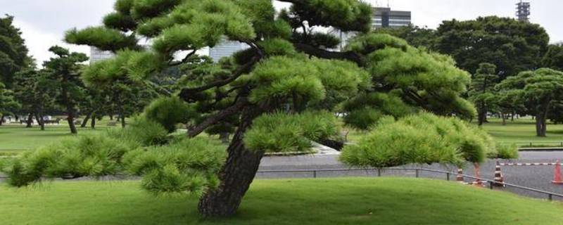 松树象征 松树象征着生命力强吗
