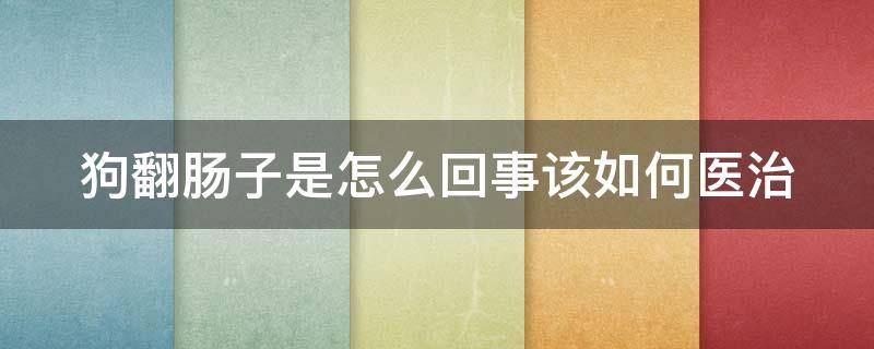 狗翻肠子是怎么回事该如何医治（狗翻肠子是啥意思）