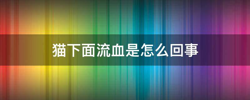 猫下面流血是怎么回事（猫下面流血是怎么回事还一直叫还不吃不喝）