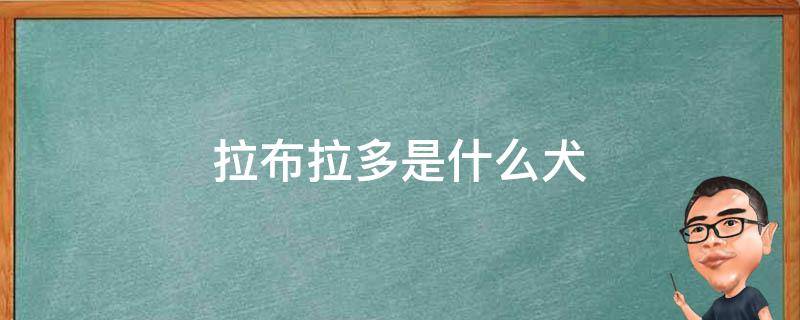 拉布拉多是什么犬（拉布拉多是什么犬培育出来的）