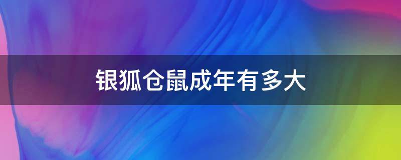 银狐仓鼠成年有多大（银狐仓鼠成年体重一般多少）