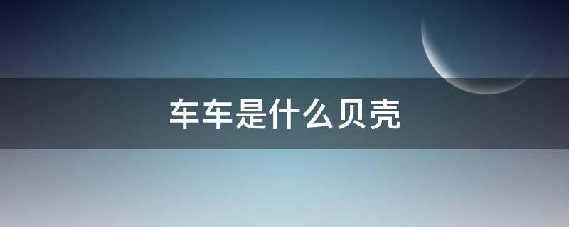 车车是什么贝壳（车车是什么贝壳图片）