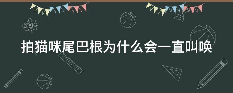 拍猫咪尾巴根为什么会一直叫唤 为什么猫的尾巴根一摸就会叫