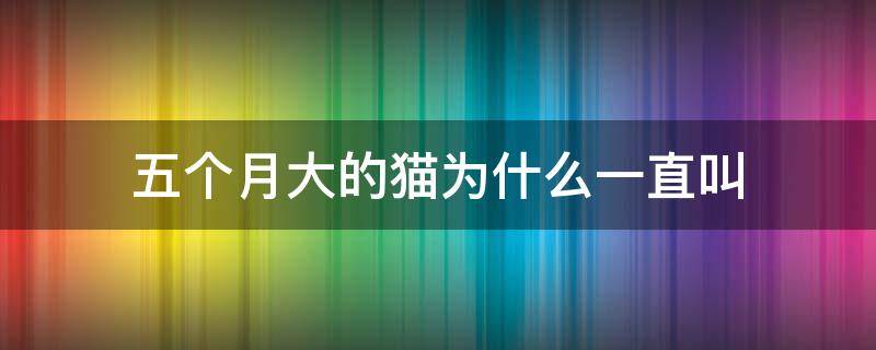 五个月大的猫为什么一直叫 5个月的猫一直叫是为什么