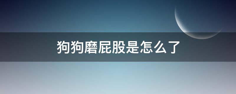 狗狗磨屁股是怎么了 狗狗老磨屁股