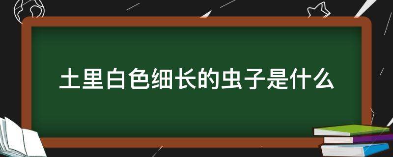 土里白色细长的虫子是什么（土里非常小的白色虫子是什么）