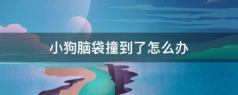 小狗腦袋撞到了怎么辦 狗狗被撞到頭怎么辦