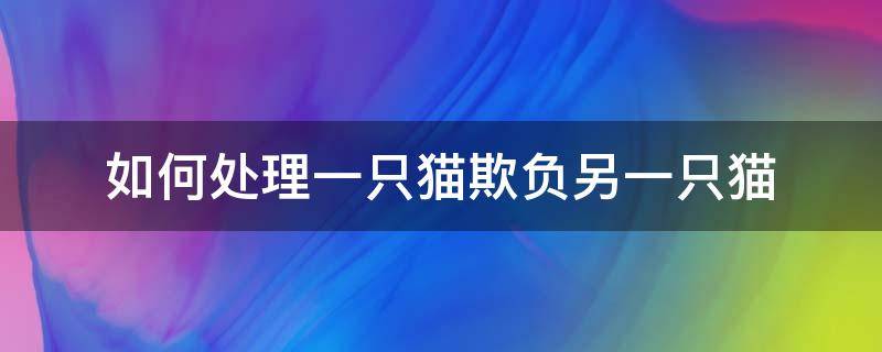 如何处理一只猫欺负另一只猫 猫咪欺负另一只猫咪怎么办