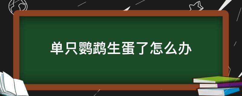 单只鹦鹉生蛋了怎么办 只有一只鹦鹉能生蛋吗