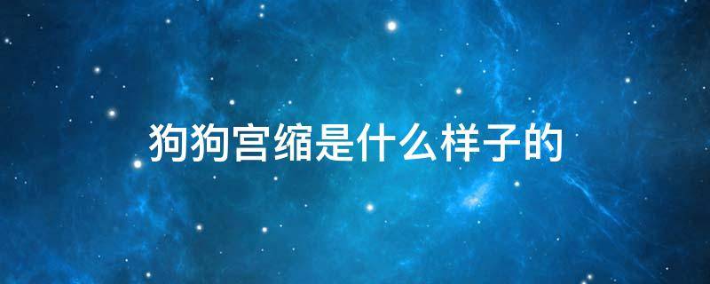 狗狗宮縮是什么樣子的 狗狗宮縮是什么樣子的視頻