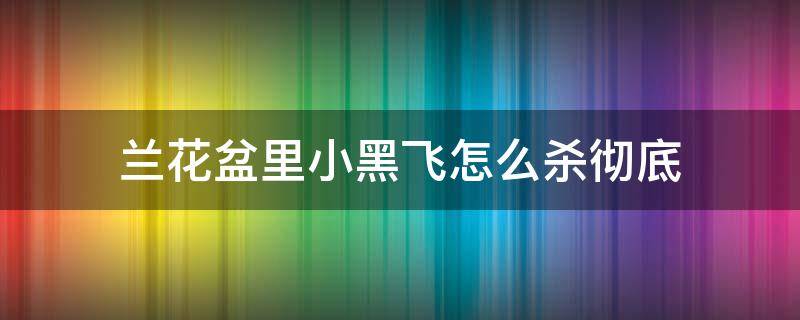 兰花盆里小黑飞怎么杀彻底（兰花小黑飞根除绝招）