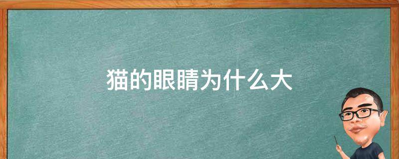 貓的眼睛為什么大 貓的眼睛為什么很大